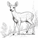 Elusive Mule Deer Coloring Pages 3
