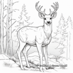 Elusive Mule Deer Coloring Pages 4