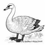 Exotic Black Swan Coloring Pages 4