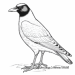 Exotic Pied Crow Coloring Pages 3