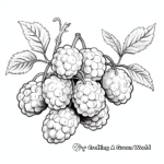 Fruiting Raspberry Plant Coloring Pages 1