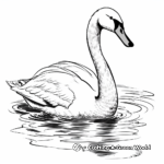 Graceful Trumpeter Swan Coloring Pages 2