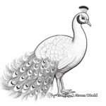 Graceful White Peacock Coloring for Adults 1