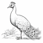 Graceful White Peacock Coloring for Adults 3