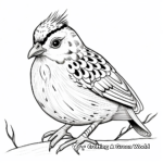 Harlequin Quail Coloring Pages for Kids 2