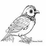 Harlequin Quail Coloring Pages for Kids 3