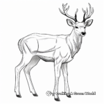 Impressive Sika Deer Antler Coloring Pages 1