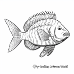 Incredible Rock Bass Sunfish Coloring Pages 1
