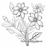 Inspiring Sweet Autumn Clematis Vine Coloring Pages 2