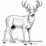 Intricate Mule Deer Antler Coloring Pages 3