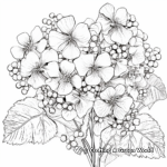 Intricate Panicle Hydrangea Coloring Pages 1
