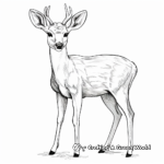 Kid-Friendly White Tailed Deer Coloring Pages 3