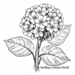 Lacecap Hydrangea Coloring Pages for Botany Enthusiasts 1