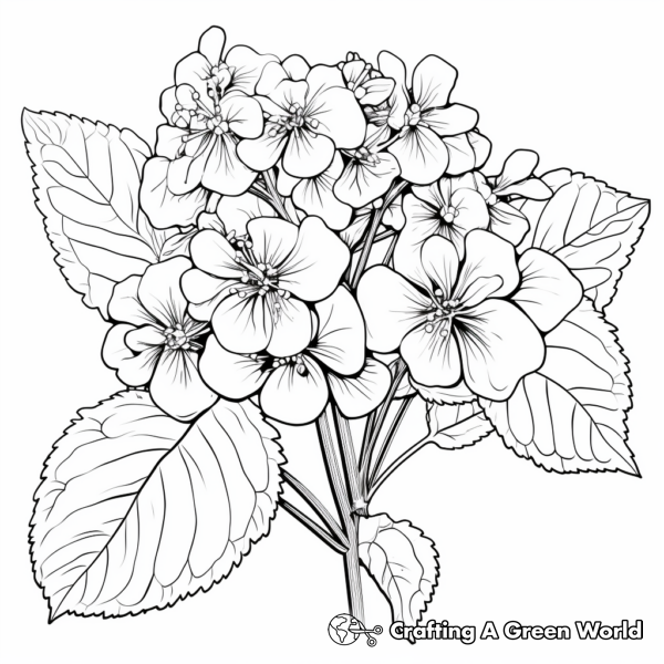 Hydrangea Coloring Pages - Free &amp; Printable!