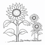 Life Cycle of a Sunflower Coloring Pages 2