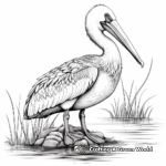 Life-like Dalmatian Pelican Coloring Pages 2