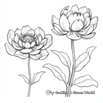 Lotus and Water Lily Coloring Pages: A Comparison 3