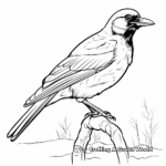 Magpie Crow Species Coloring Pages 2