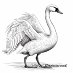 Majestic Swan Coloring Pages 2