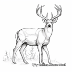 Majestic White-Tailed Buck Coloring Pages 4