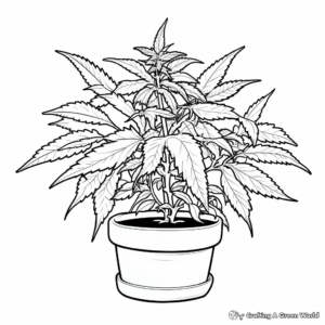 Medical Cannabis Plant Coloring Pages 4