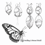 Monarch butterfly Life Cycle: Egg to Adult Coloring Pages 1
