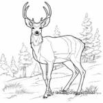 Mule Deer Habitat Coloring Pages: Forest, Prairie, and Desert 1