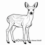 Muntjac, The Barking Deer Coloring Pages 1