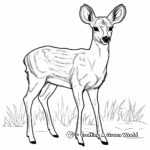 Muntjac, The Barking Deer Coloring Pages 3