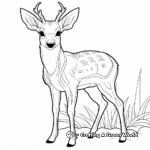 Muntjac, The Barking Deer Coloring Pages 2