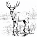Muscular Barasingha or Swamp Deer Coloring Pages 3