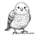 National Bird Day: Special Edition Budgie Coloring Pages 3