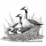 Peaceful Canada Geese Nesting Coloring Pages 3