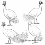 Peacock in Various Poses Coloring Sheets 3