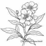 Pecan Flower Blossom Coloring Pages 1
