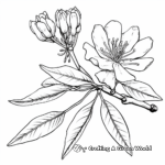 Pecan Flower Blossom Coloring Pages 3