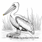 Pelican Wildlife Habitat Coloring Pages 1