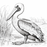 Pelican Wildlife Habitat Coloring Pages 3