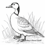 Printable Loon Coloring Pages for Birdwatchers 1