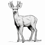 Printable Mule Deer Coloring Pages for Aspiring Artists 4