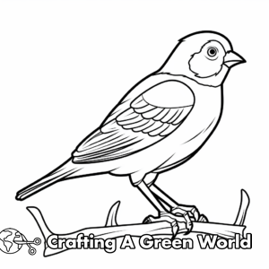 American Goldfinch Coloring Pages - Free &amp; Printable!
