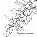 Printable Pecan Branch Coloring Pages for Artists 4