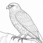 Printable Sharp-shinned Hawk Coloring Pages 2