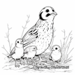Quail Family Coloring Pages: Male, Female, and Chicks 4