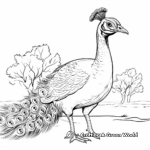 Radiant Peacock Coloring Pages for Artists 2