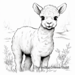 Realistic Alpaca Coloring Pages 2