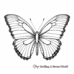 Realistic Blue Morpho Butterfly Coloring Sheets 2