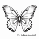 Realistic Blue Morpho Butterfly Coloring Sheets 3
