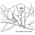 Realistic Capuchin Monkey Coloring Sheets 3