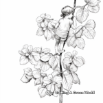 Realistic Climbing Hydrangea Coloring Pages 2